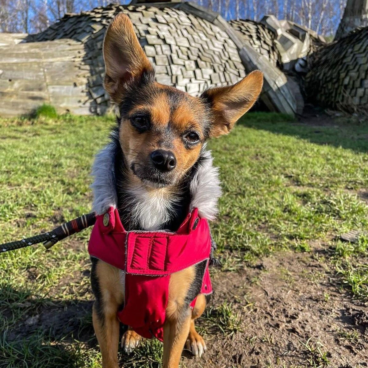 51 Degrees North Aspen Coat, Red