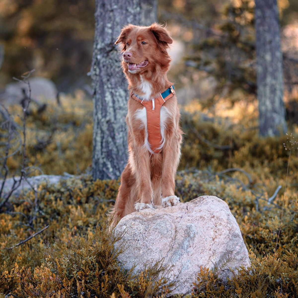 Woolly Wolf Alpha 360 harness, Terracotta Mix