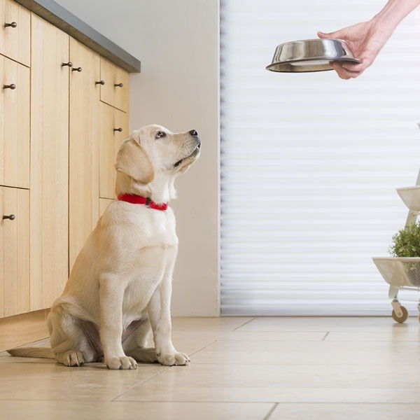 Pro Plan Large Puppy Athletic OPTISTART