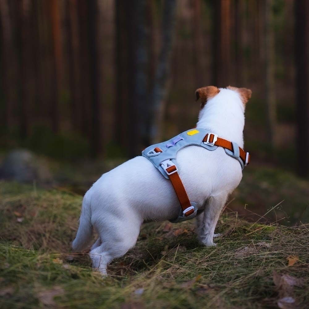 Woolly Wolf Alpha 360 Harness, Glacier Green Mix 