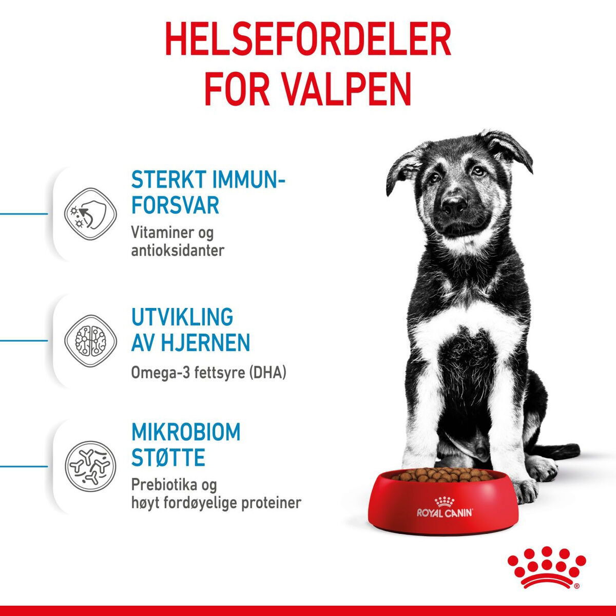 Royal Canin Maxi Puppy Tørrfôr til valp