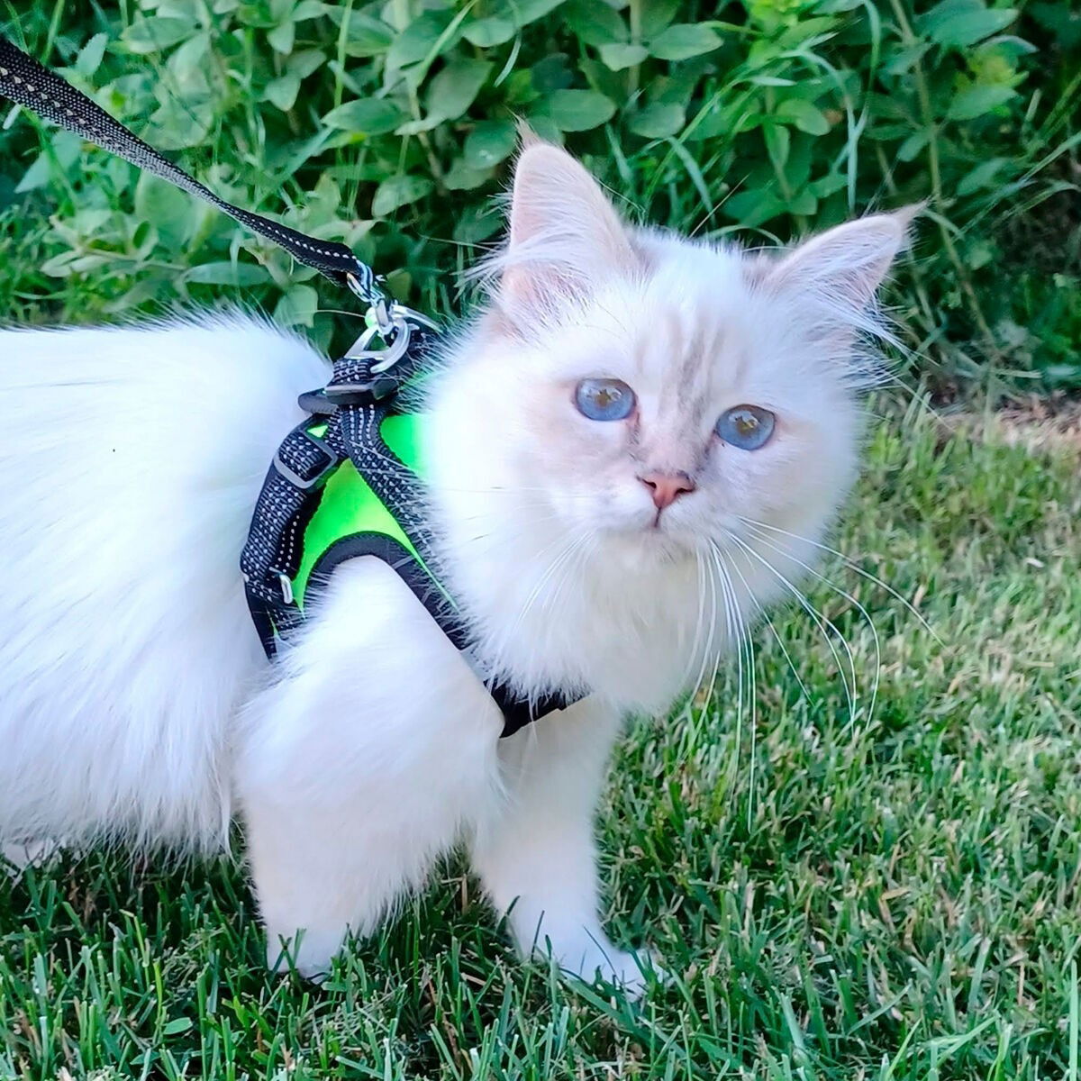 FinNero Hali vest harness