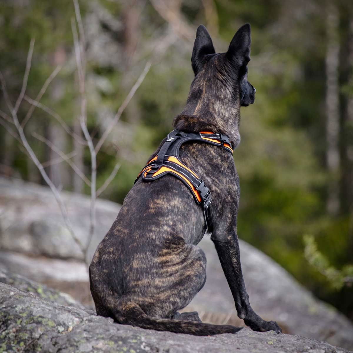 Feel Active Sport Sele Oransje