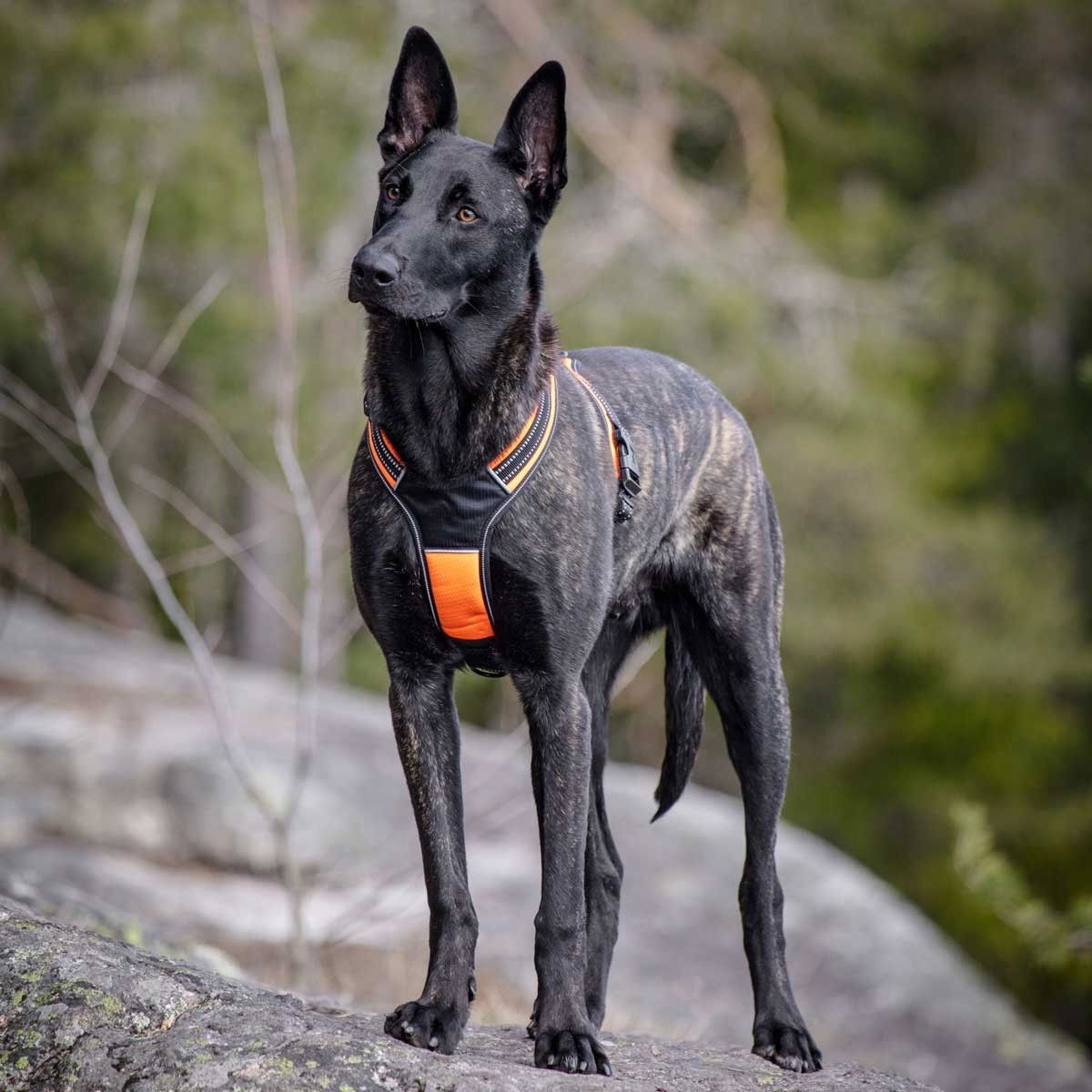 Feel Active Sport Sele Oransje