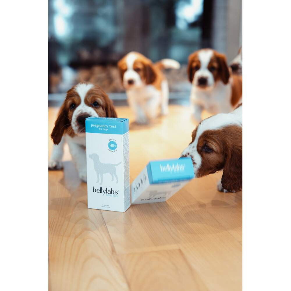 Bellylabs Pregnancy Test For Dogs