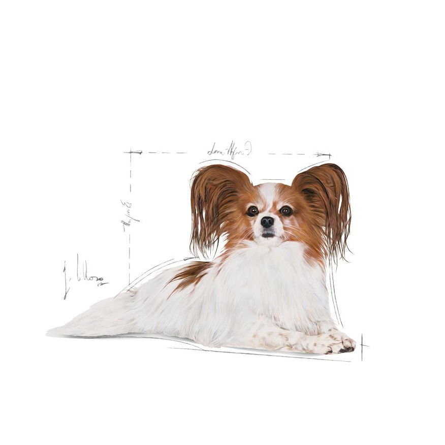 Royal Canin X-small Ageing 12+ tørrfôr til hund