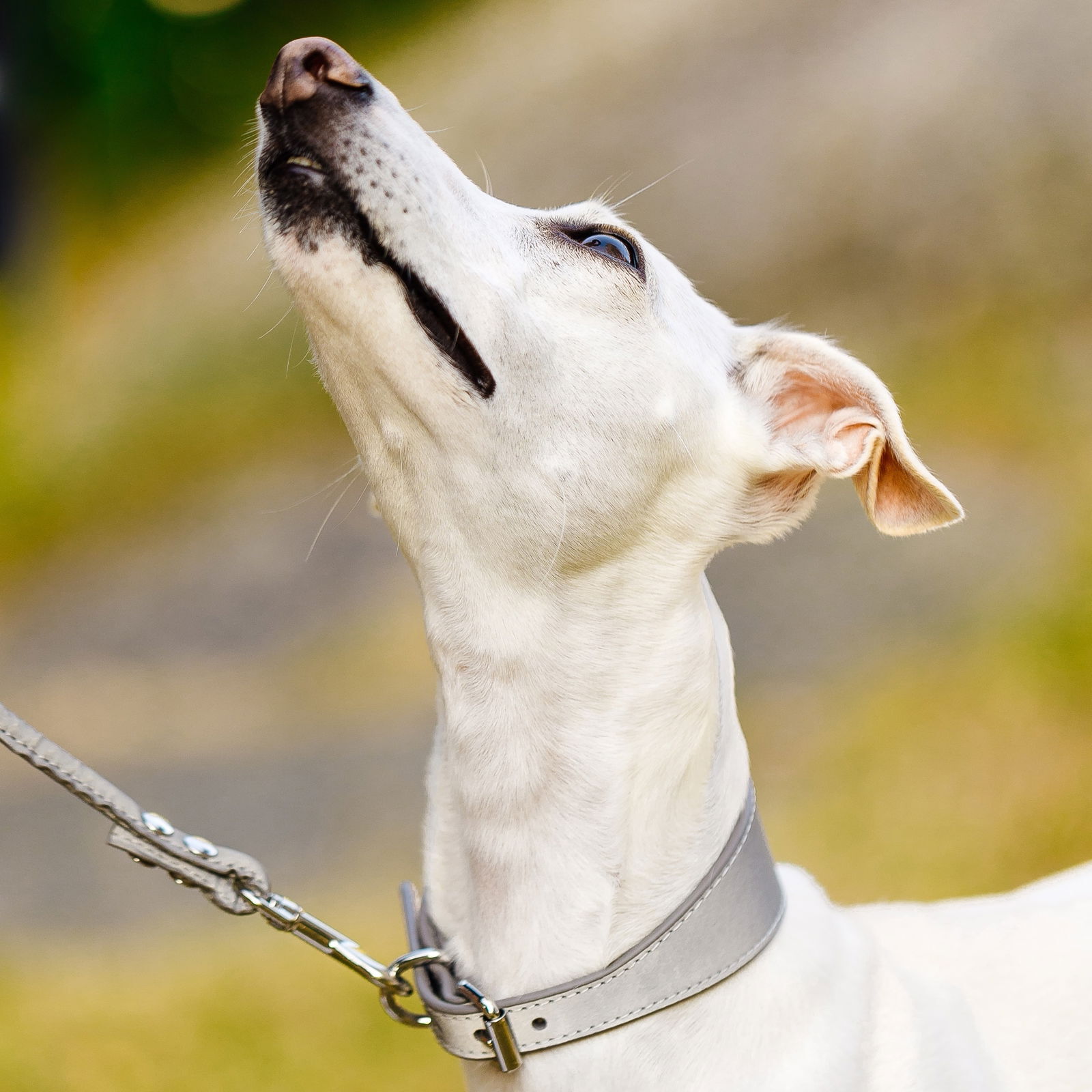 Collar of Sweden collar wide reflex