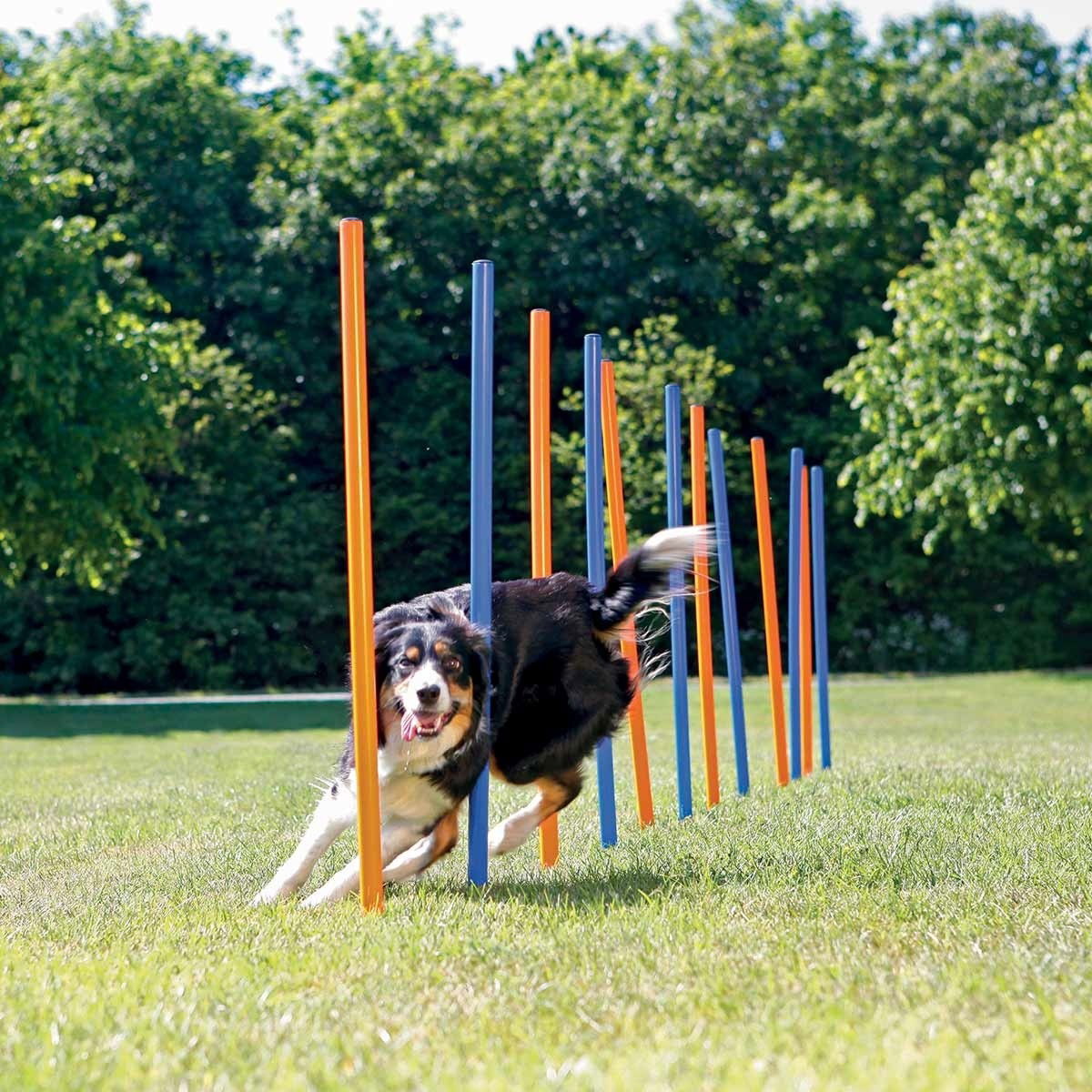 Dog Activity Agility slalom, plastic, ø 3 × 115 cm, blue/orange