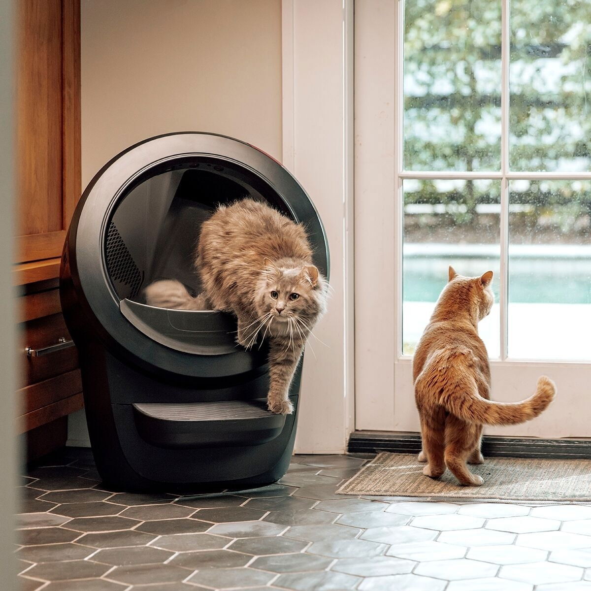 Whisker Litter-Robot 4, black