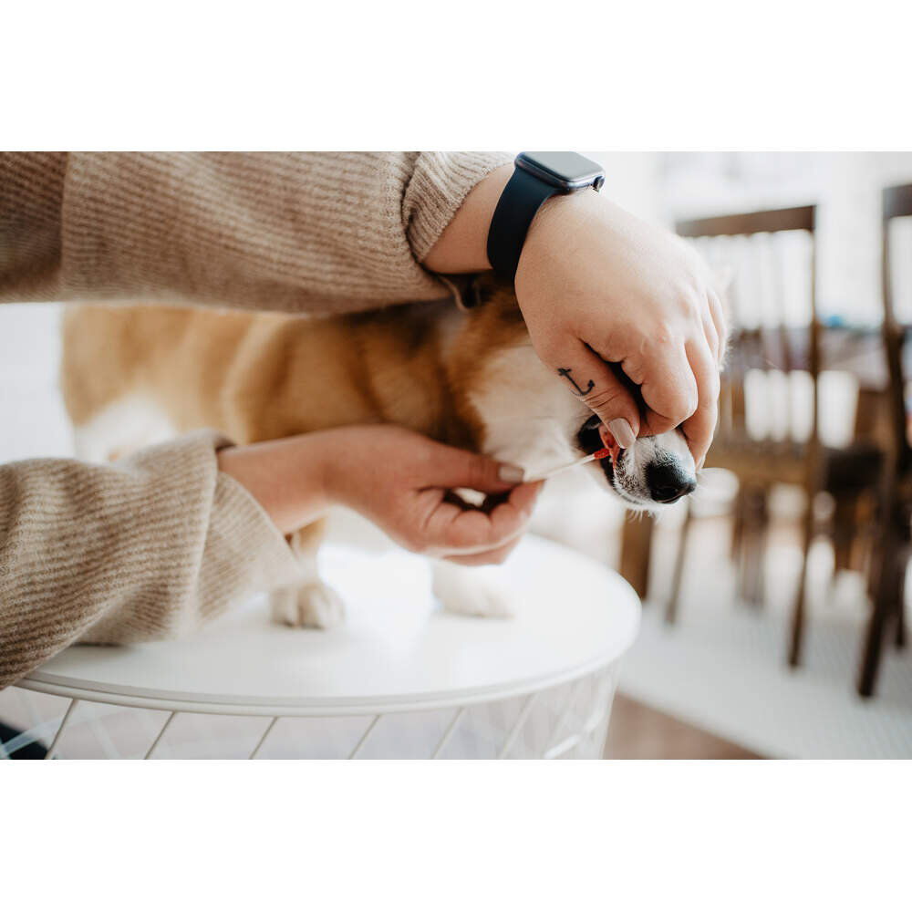Bellylabs Pregnancy Test For Dogs