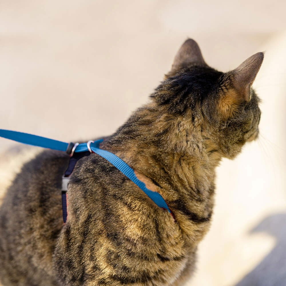 PetSafe Easy Walk Cat Harness Blue