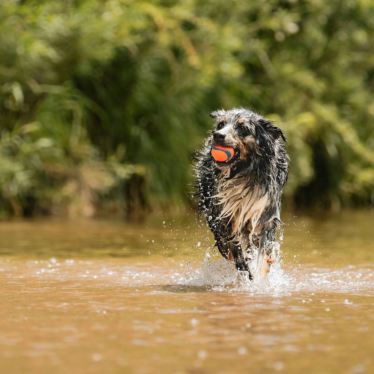 Chuckit Ultra Ball Stor 1-pakk