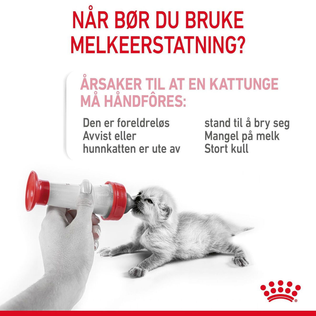 Royal Canin Babycat Milk melk til kattunge
