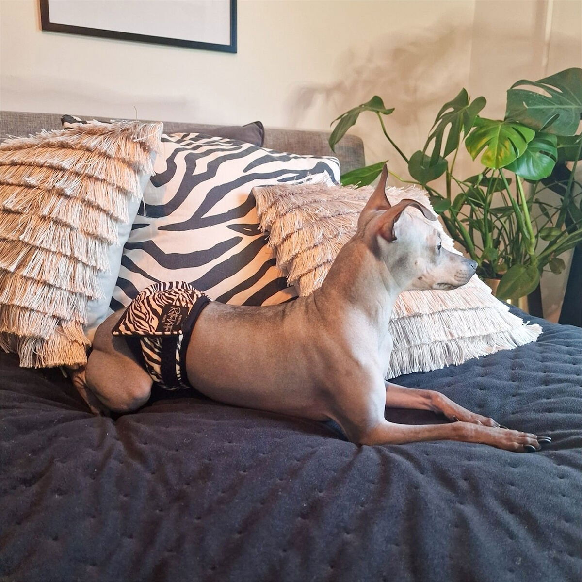 RuttuNuttu male wrap, zebra