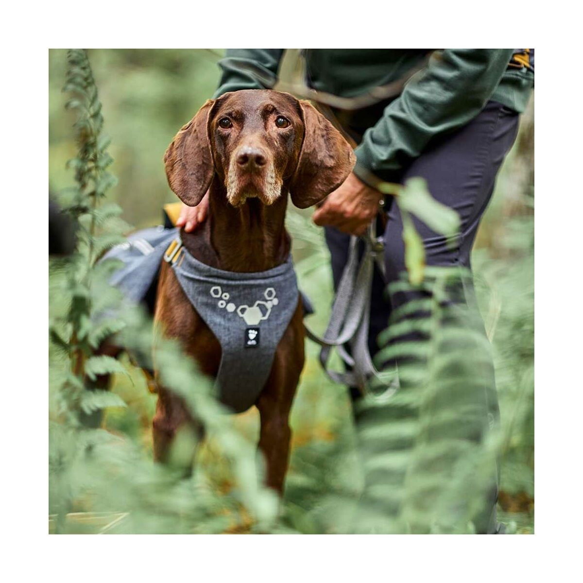 Hurtta Expedition Pack ECO blackberry