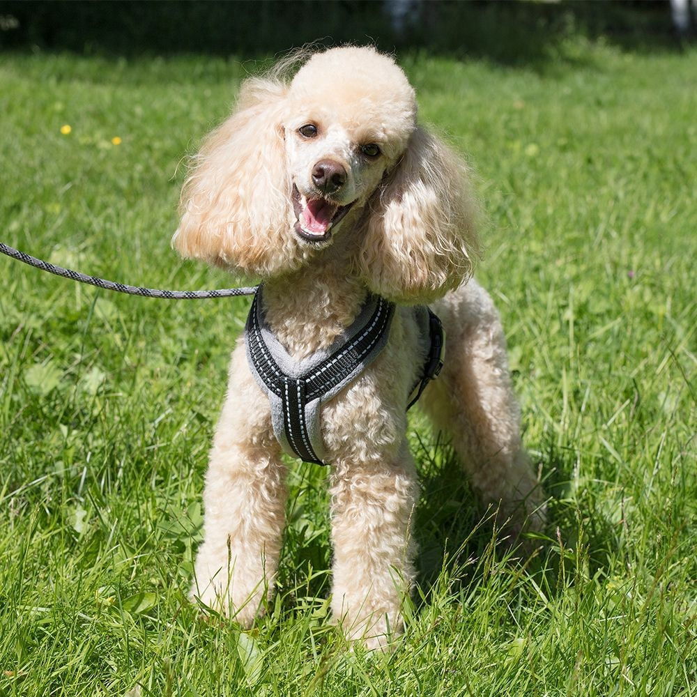 Basic Cosy sele Grå