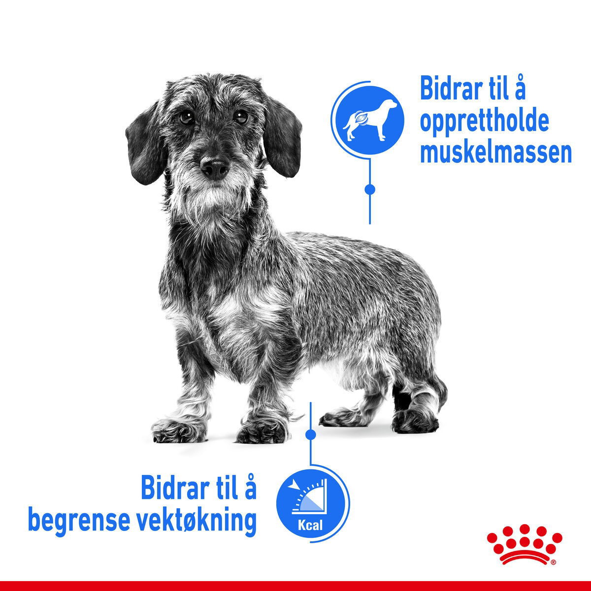 Royal Canin Light Weight Care Mini Adult tørrfôr til hund