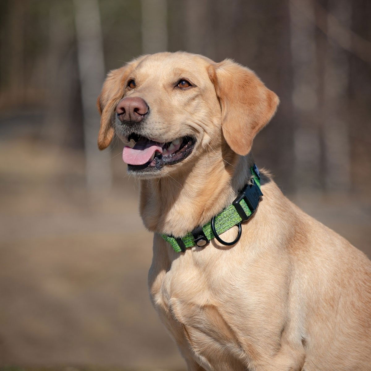 Feel Active Padded Eco Collar Green