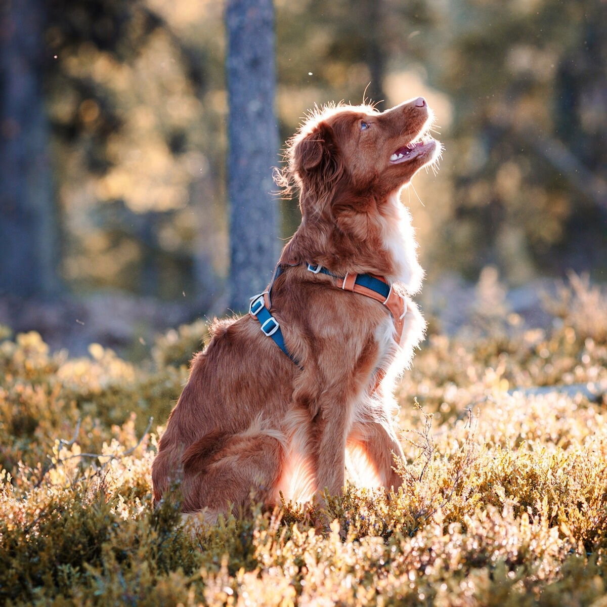 Woolly Wolf Alpha 360 harness, Terracotta Mix