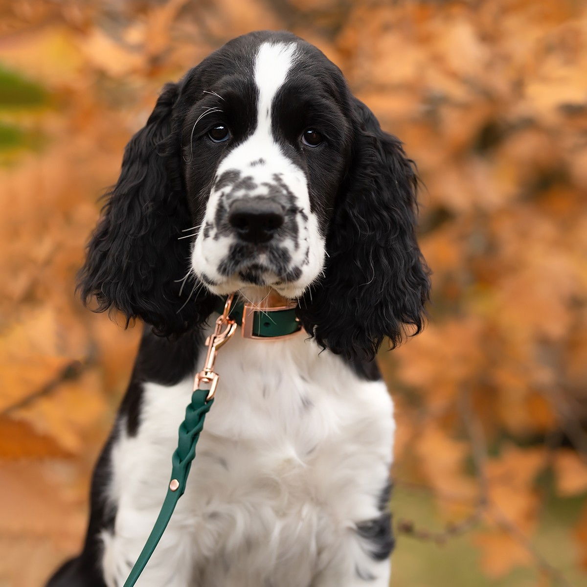 Tyylivoitto Braid leash, emerald