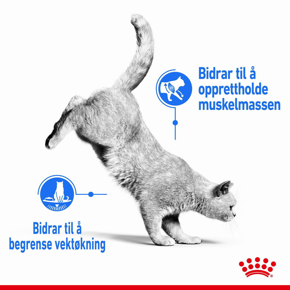 Royal Canin Light Weight Care Jelly Adult våtfôr til katt