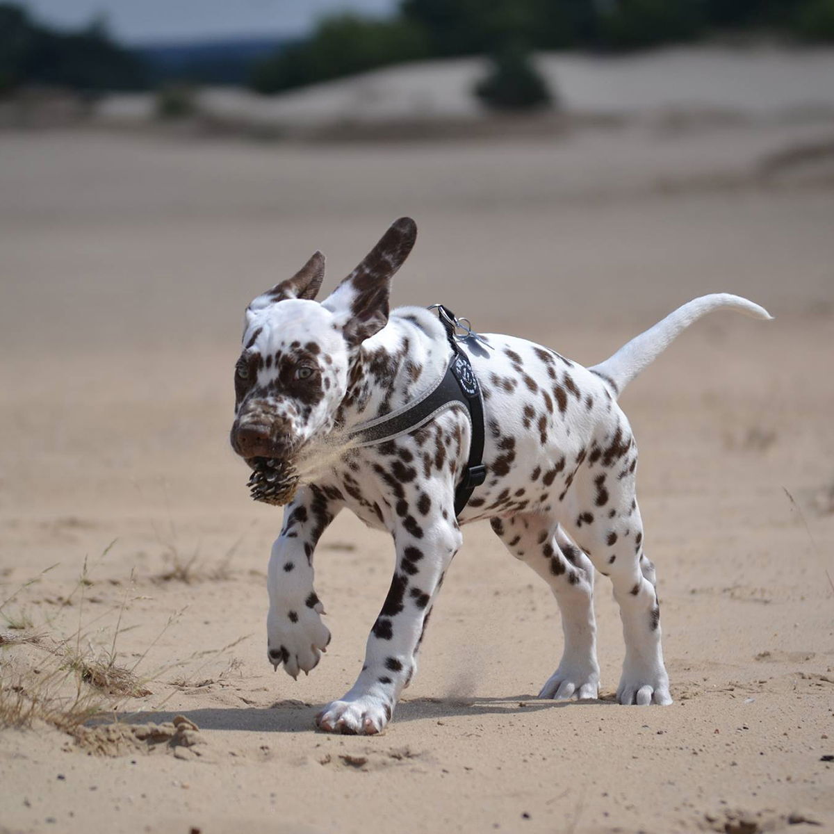 Tre Ponti Harness Basic Black nr.1