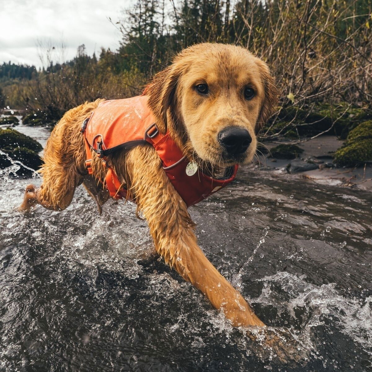 Ruffwear Confluence life jacket, Tangelo Orange