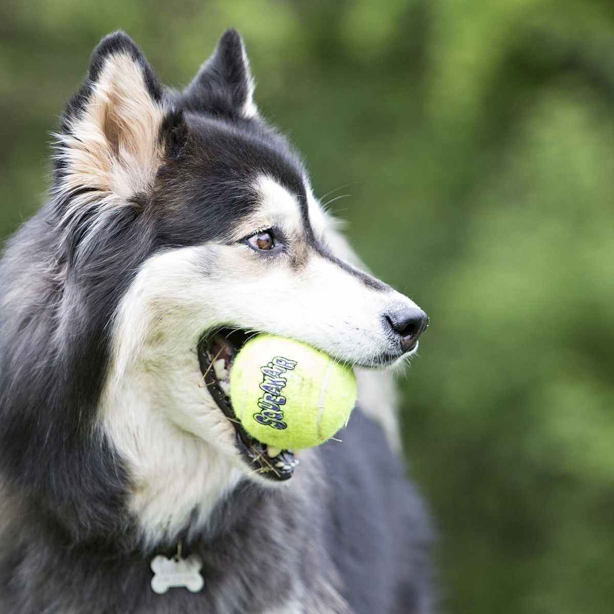 Kong tennisball squeaker