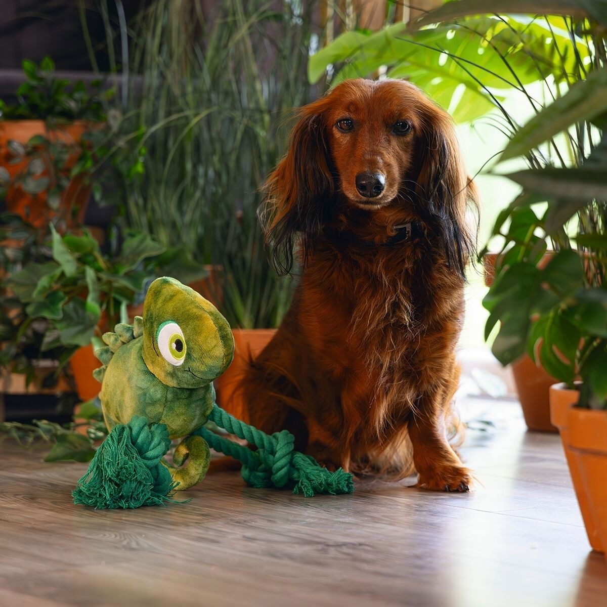 Beeztees Jungle Chameleon Kodi