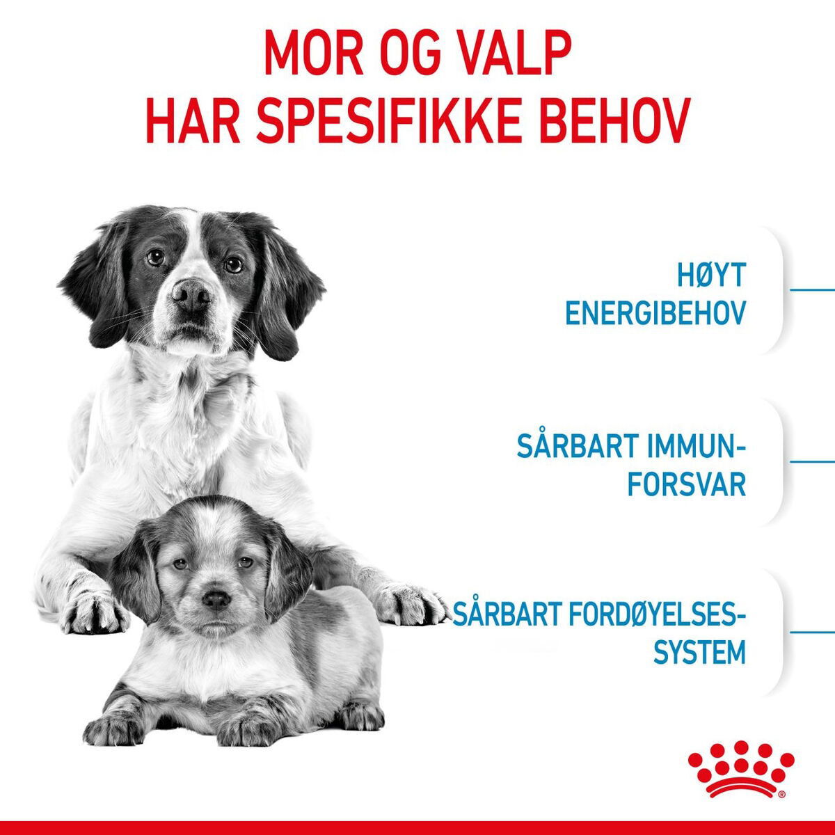 Royal Canin Medium Starter tørrfôr til hund og valp