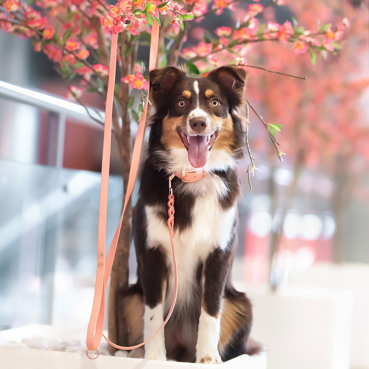 Tyylivoitto Braid BioThane-leash, peach/rosegold