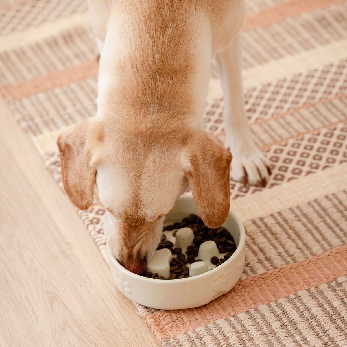 Scruffs Icon ceramic slow feeder bowl cream