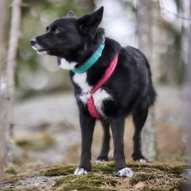 Hurtta Casual Y-harness ECO ruby