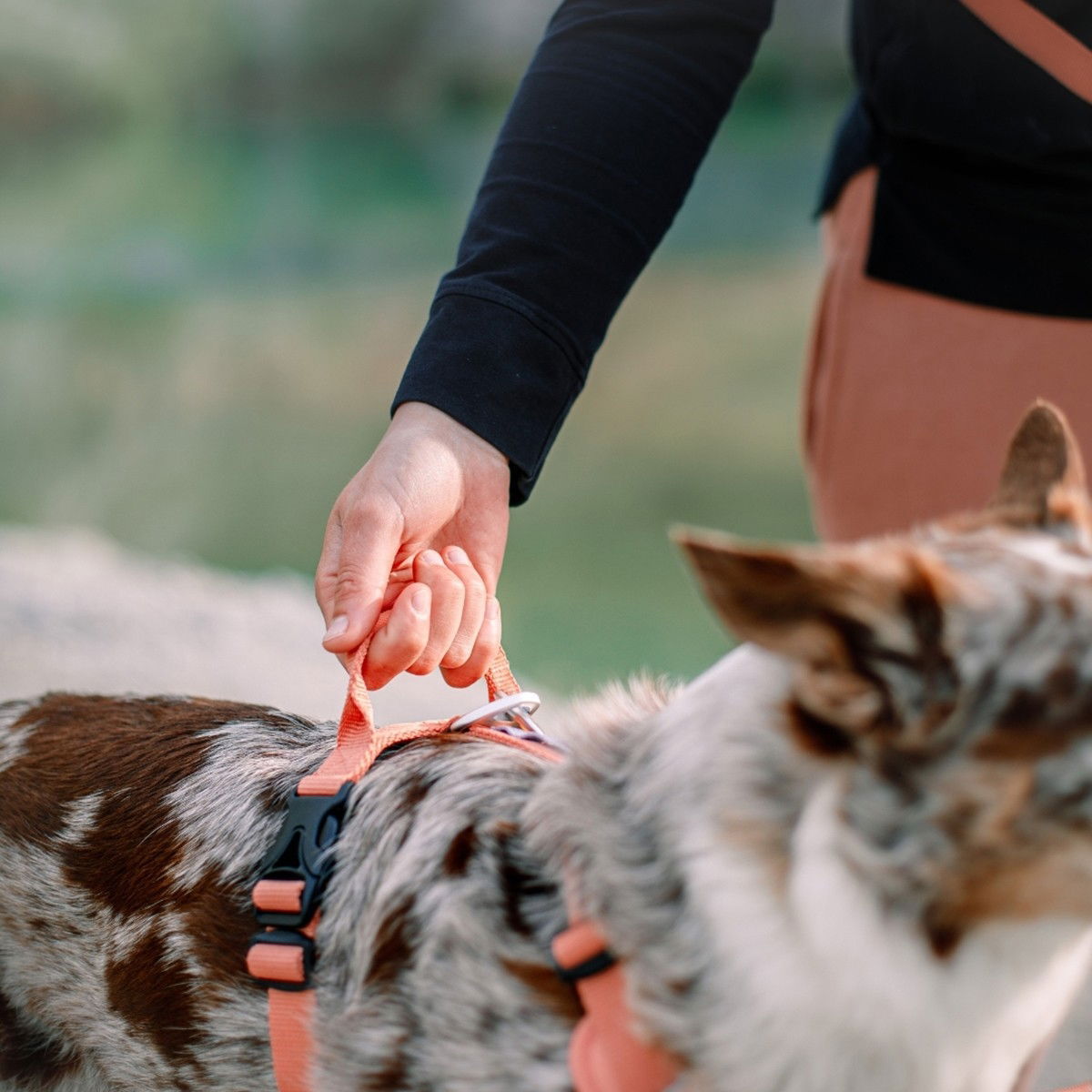 Woolly Wolf Roam Harness Salmon Pink Ripple