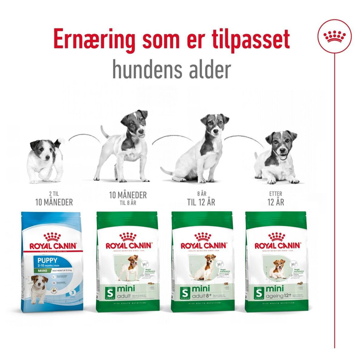 Royal Canin Mini Adult 8+ tørrfôr til hund