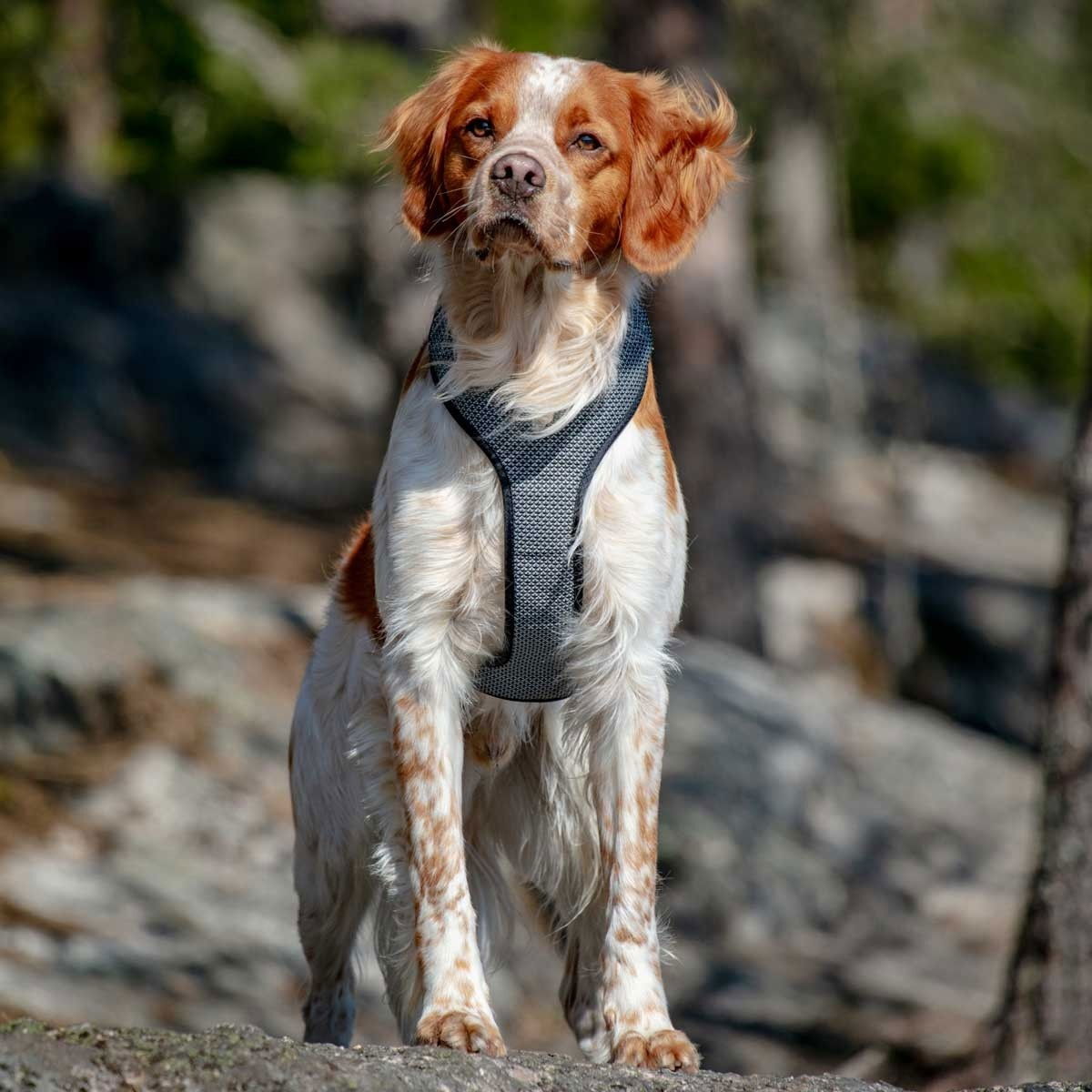 Feel Active Reflective harness Black