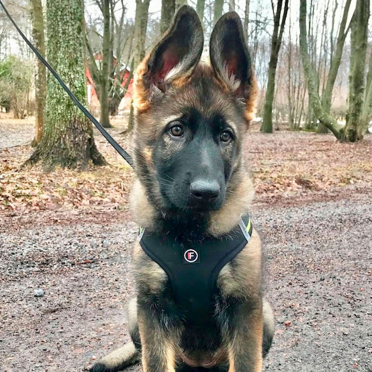 FinNero Hali vest harness