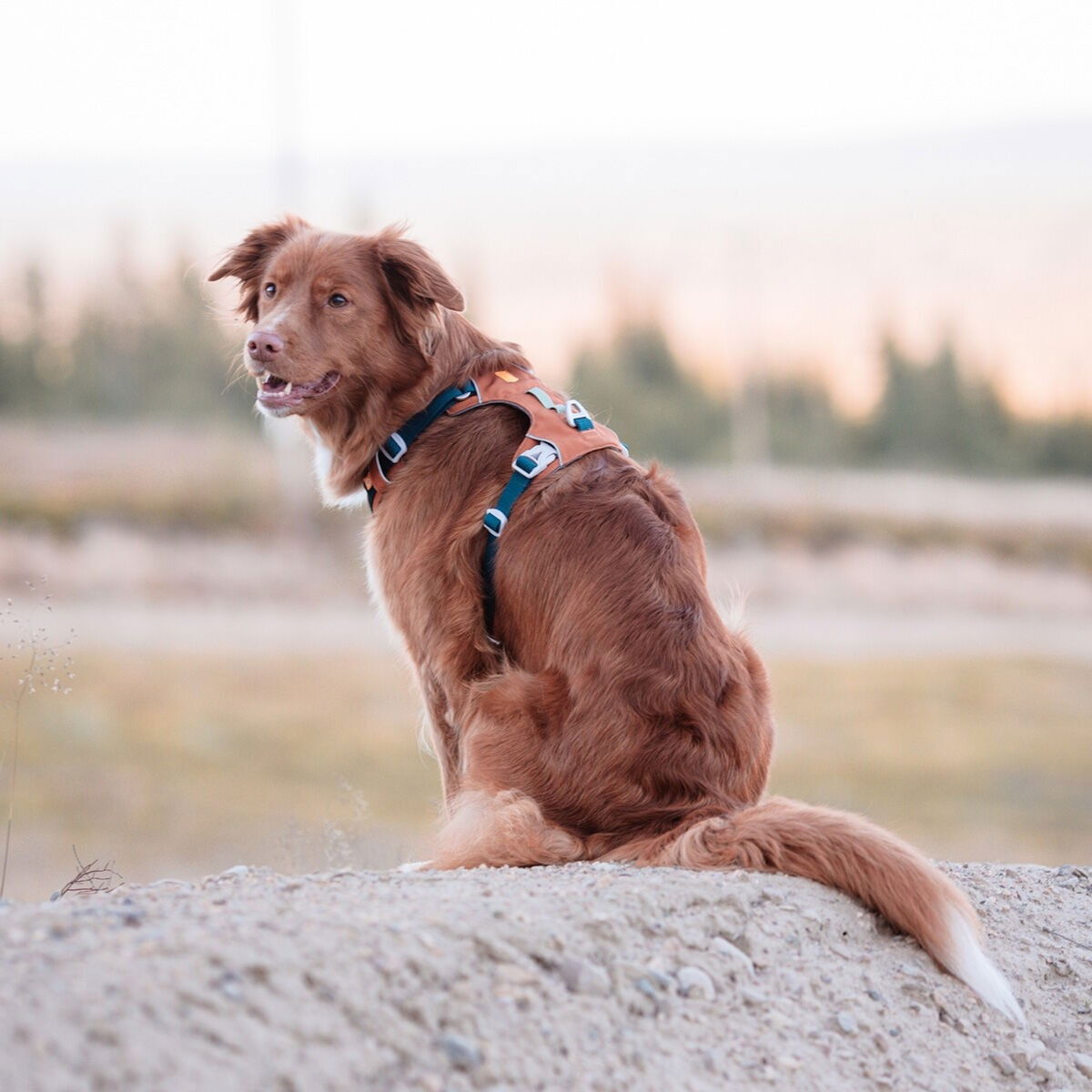 Woolly Wolf Alpha 360 harness, Terracotta Mix