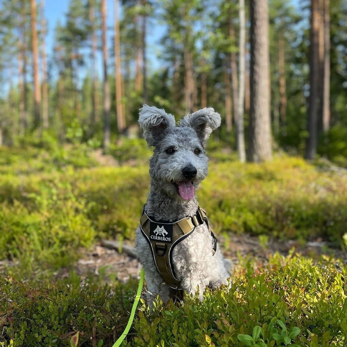 Cerberos Active harness Desert Brown