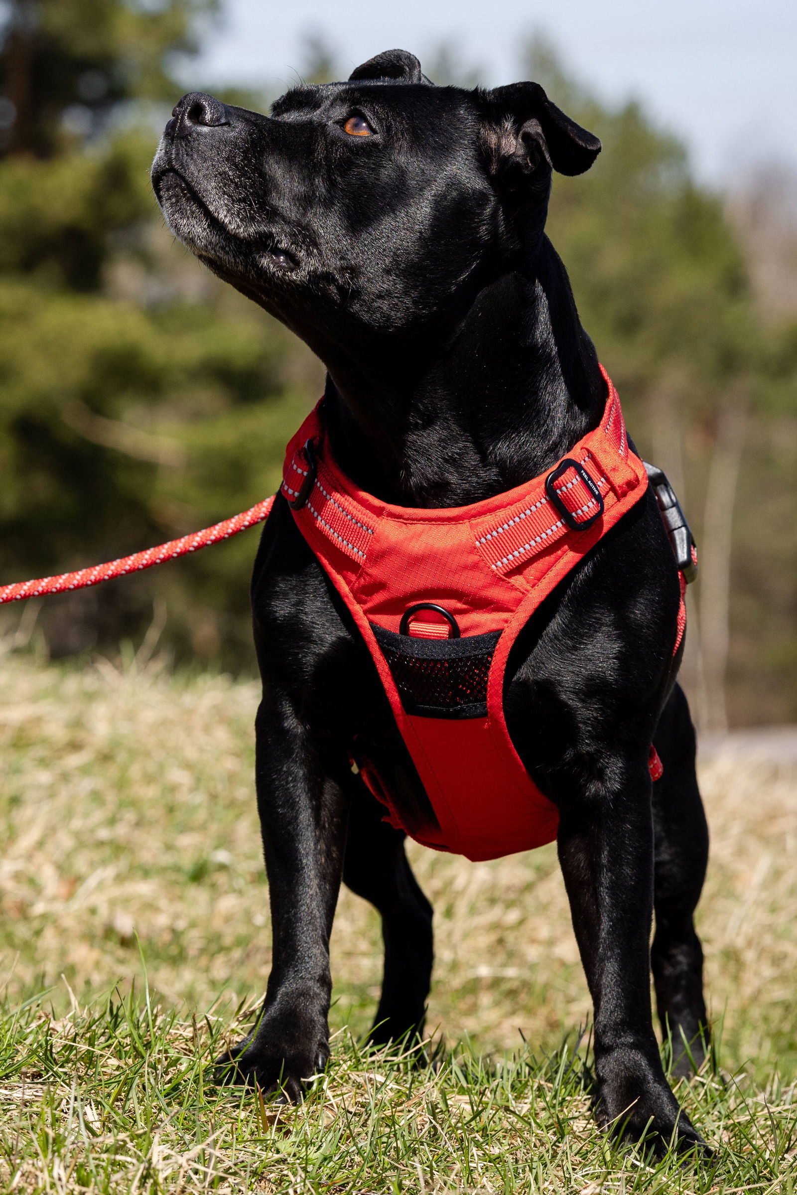 Feel Active Training harness Fiery Red