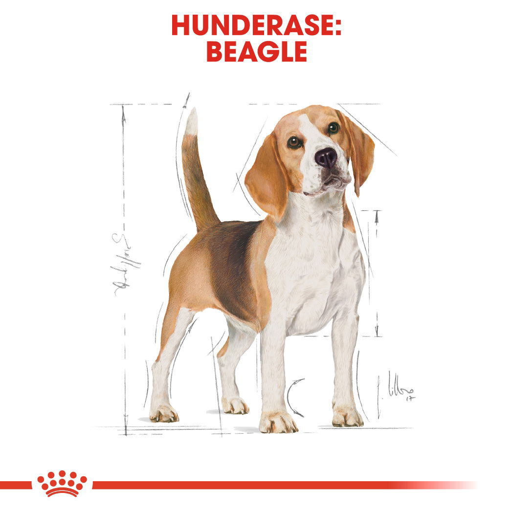 Royal Canin Beagle Adult tørrfôr til hund