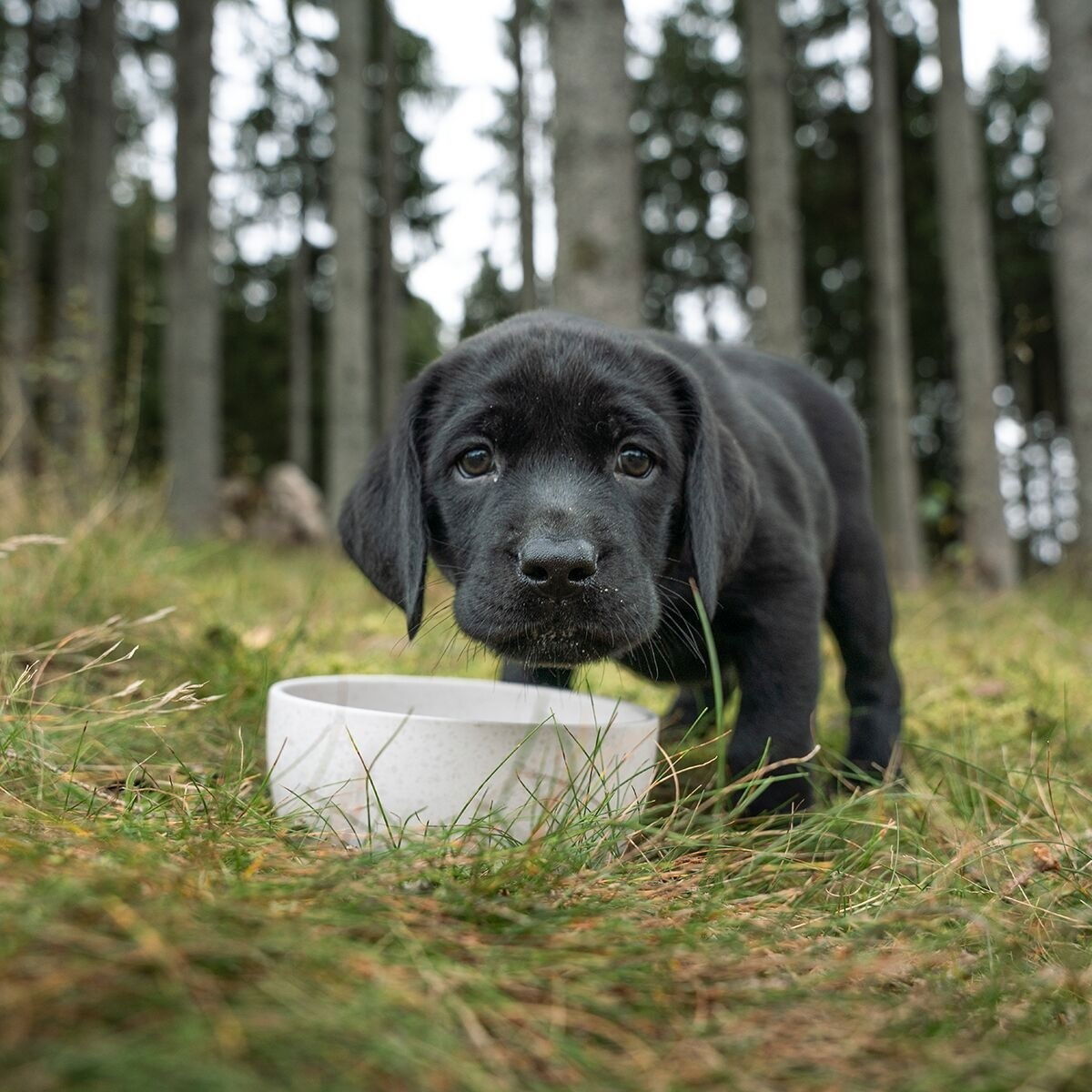 Petgood insect-dog food, pup, junior, nursing dogs