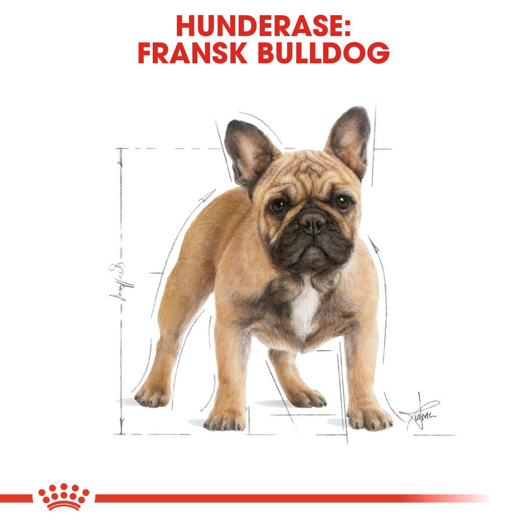 Royal Canin French Bulldog Adult tørrfôr til hund