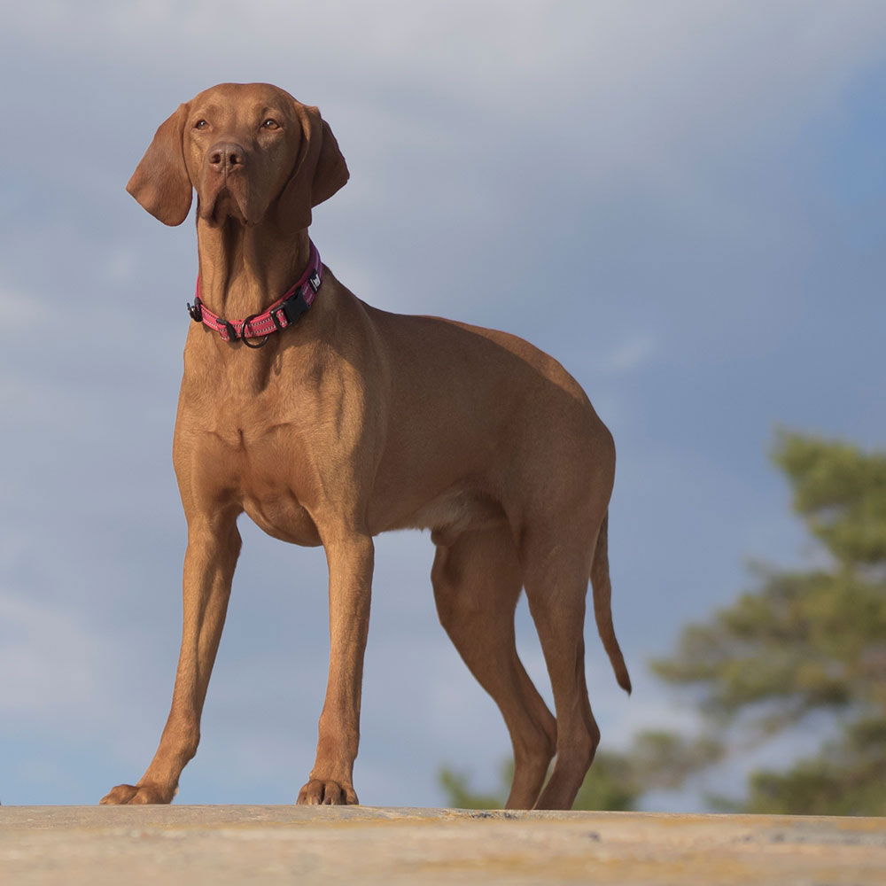 Feel Active Padded collar Grey