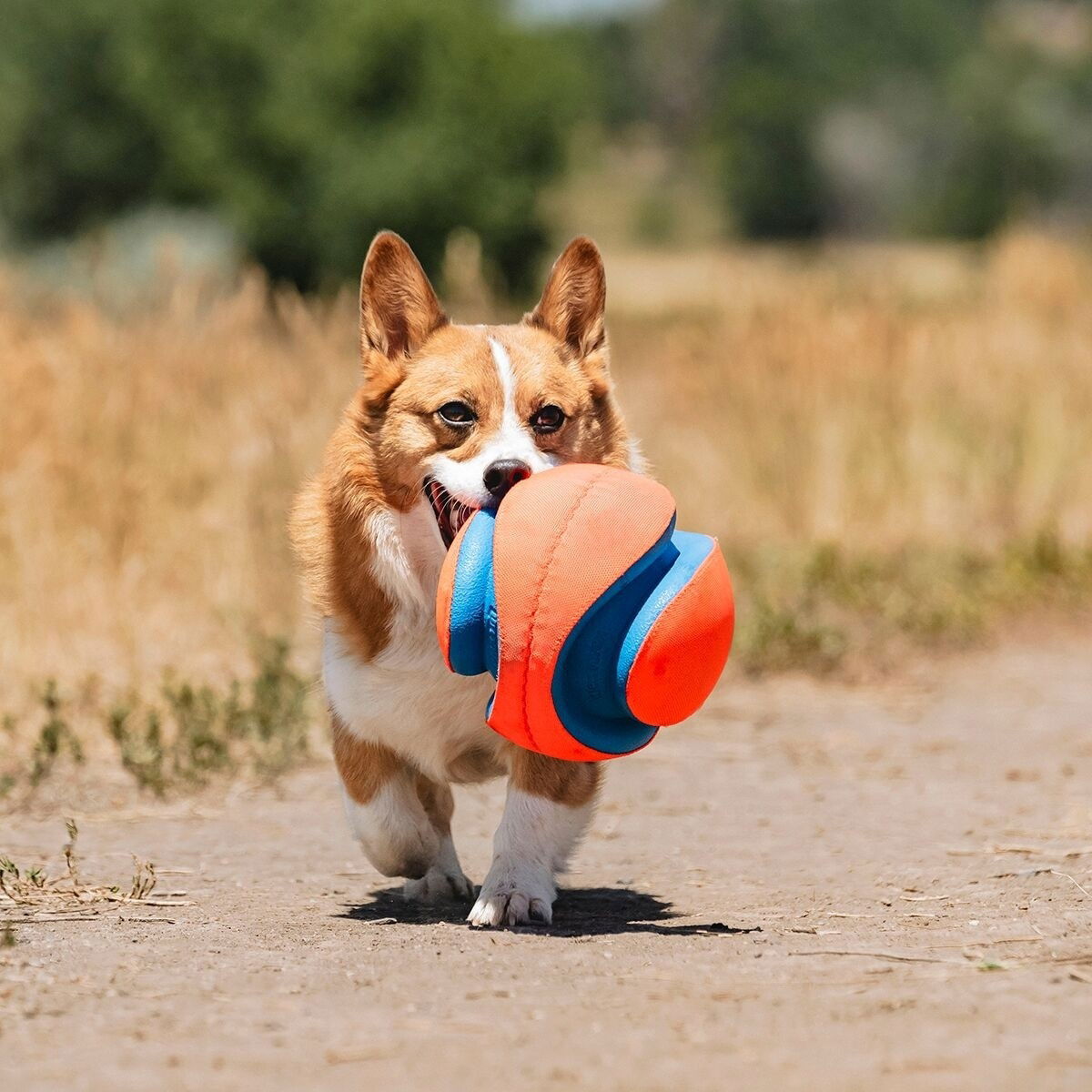 Chuckit Kick Fetch Ball