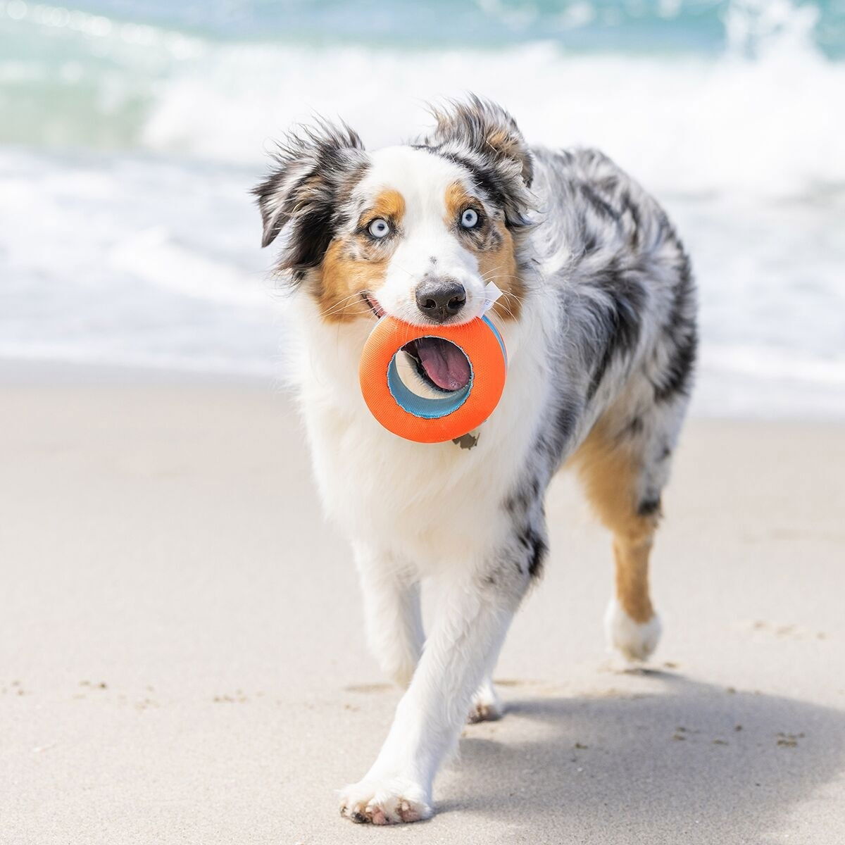 Chuckit AMPHIBIOUS ROLLER