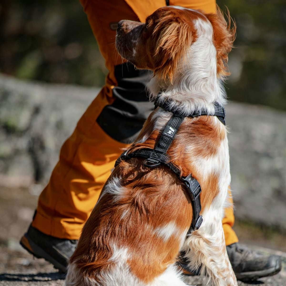Feel Active Reflective harness Black