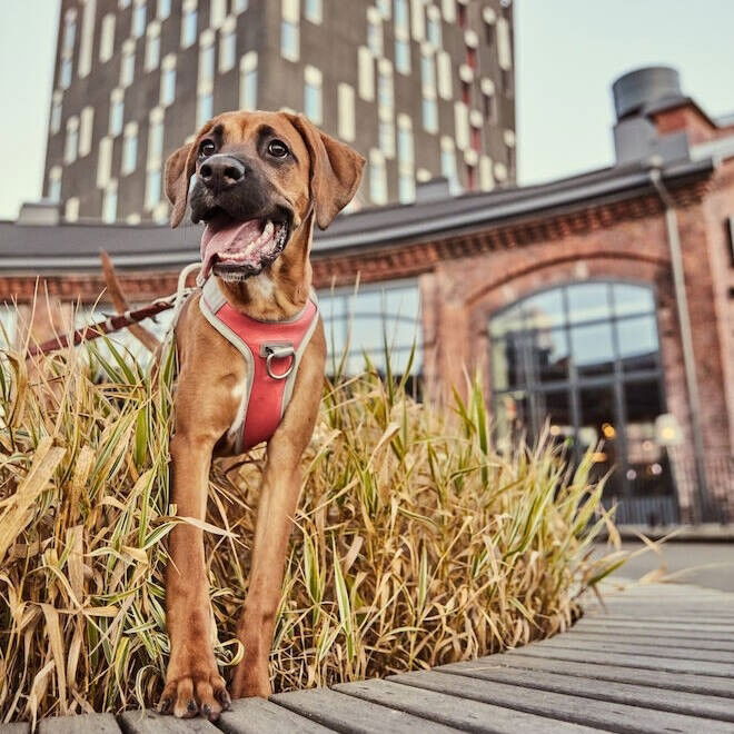 Hurtta Venture No-Pull harness coral