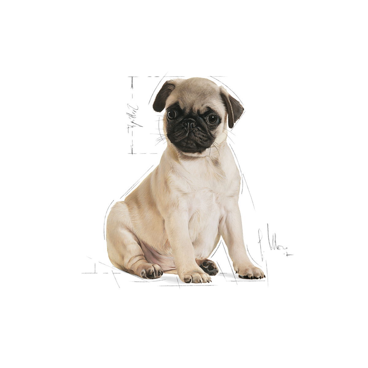 Royal Canin Breed Mops Junior