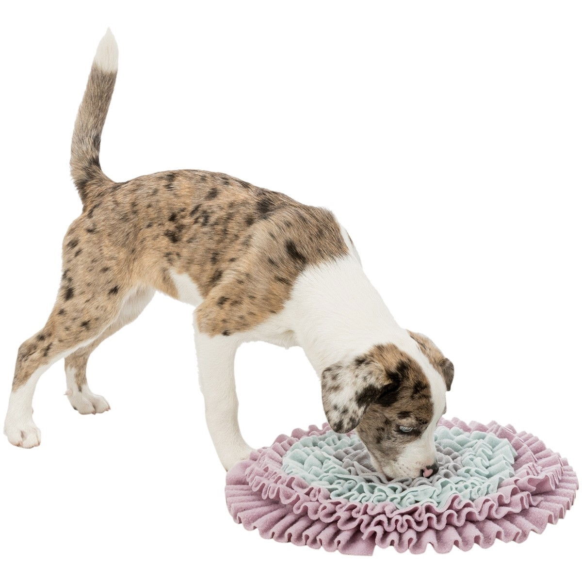 Junior Sniffi ng Carpet